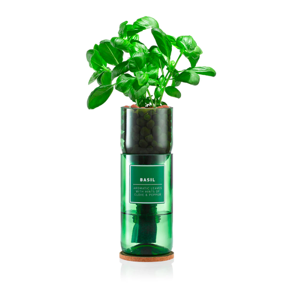 Hydro Herbs | Basil Hydro Herb kit | THE FIND